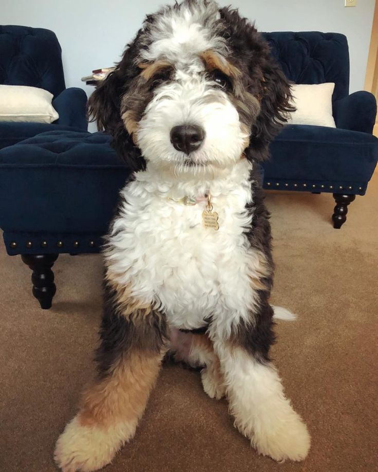 The Mini Bernedoodle